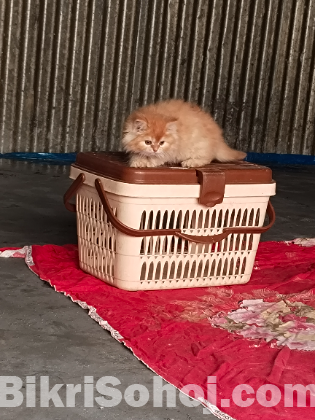 Pure Traditional Persian